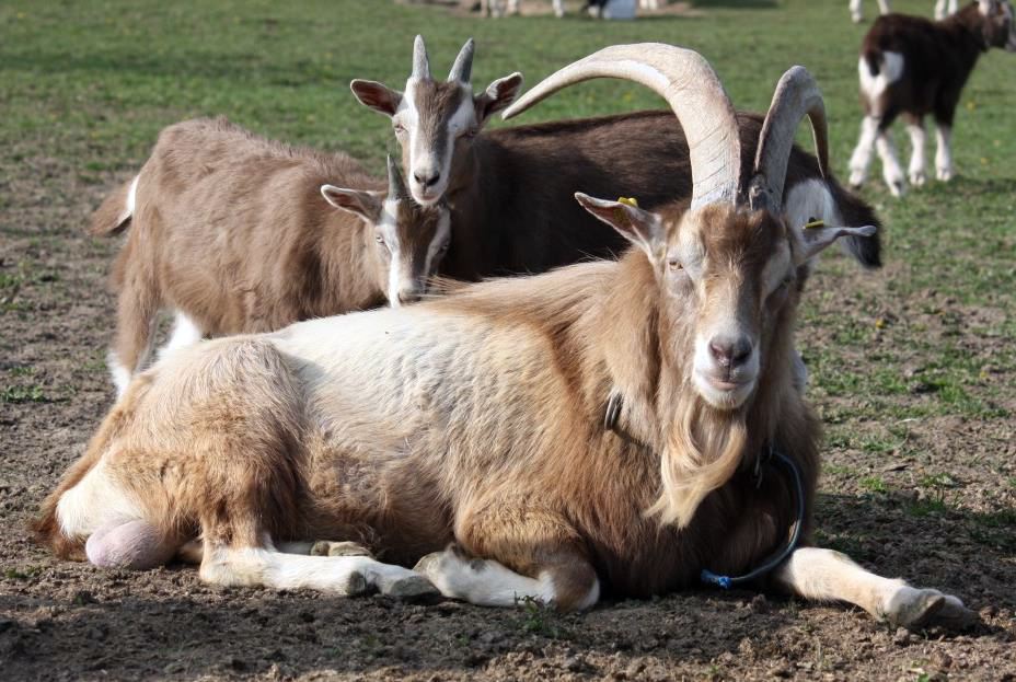 gite Vatereigenschaften