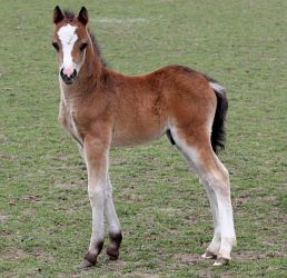 Triskel N'Paddington-02-gr